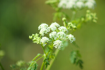 Poison hemlock in bloom closeup view with selective focus foreground