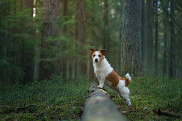 Naklejka na ściany i meble dog in forest on the moss . Jack Russell Terrier put paws on a log in nature. 