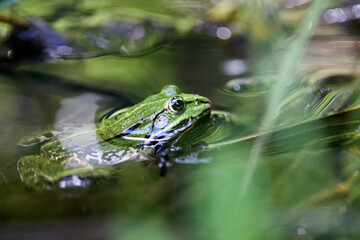 Edible frog, Pelophylax esculentus also known as the common water frog or green frog, European dark-spotted, European black-spotted pond frog, and European black-spotted frog.