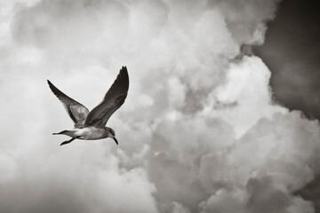 Tocando las nubes