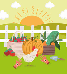 farm organic food and chicken