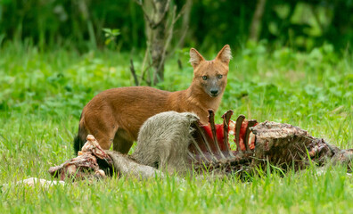 An Asian wild dog stands behind a hunted deer carcass outdoors in wild on Khao Yai National Park of Thailand.
