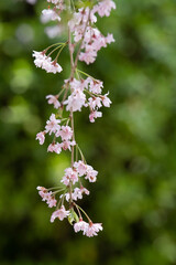 枝垂れ桜　桜　日本