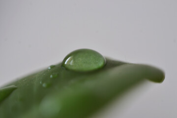 Kropla wody na zielonym liściu