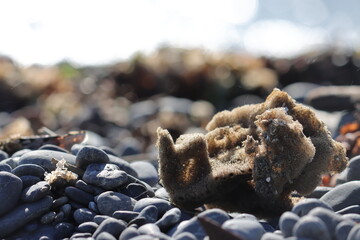 sea sponge on rocks