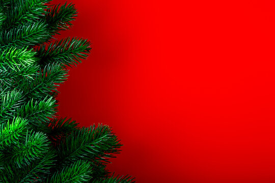 Fluffy green spruce branches on red background, christmas concept with free space for text