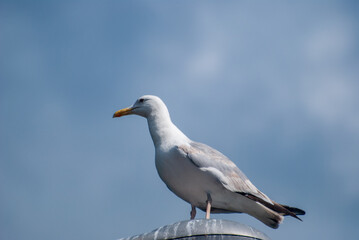 Fototapeta na wymiar Seagull on a streetlight 