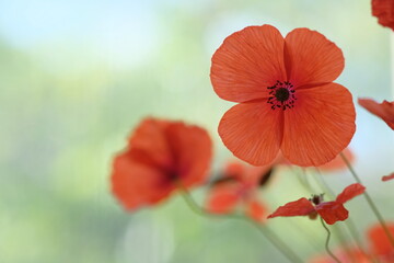 Four petals of a large red poppy