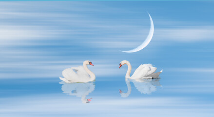 Obraz premium Two swans floating on the water with crescent moon - Black and White swan 