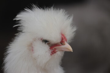 Silkie chicken red skin