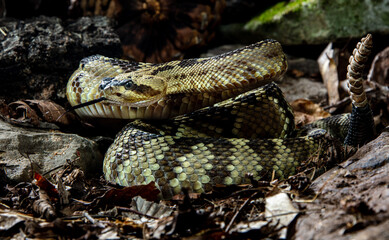 Western Diamondback Rattlesnake ready to strike
