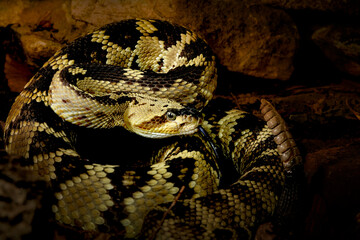 Western Diamondback Rattlesnake in Strike Position
