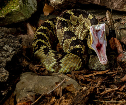 Western Diamondback Rattlesnake a bit nervous