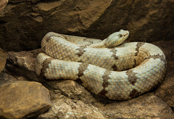 Banded Rock Rattlesnake relaxed