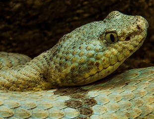 Banded Rock Rattlesnake Portrait 