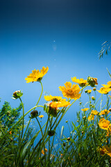 Fototapeta na wymiar On a sunny day, looking up at the yellow flowers blooming in the fields