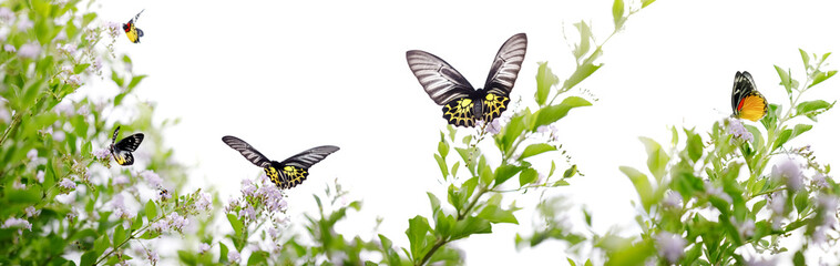 Fototapeta na wymiar Butterflies sitting on Beautiful wild flowers isolated on white background. beautiful insect in the natural habitat