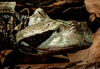 Gaboon Viper Portrait Close up