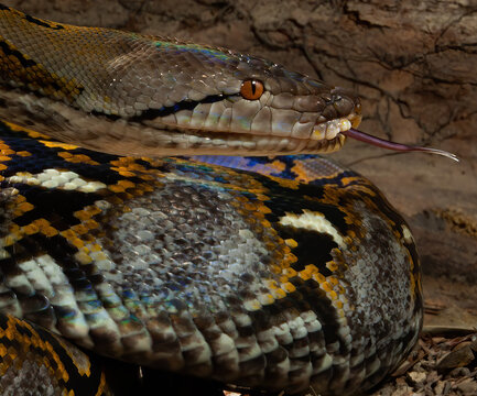Reticulated Python Portrait close up of head looking up.