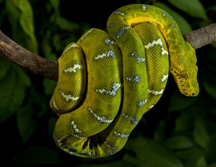 Emerald Tree Boa Hunting position