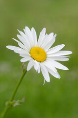 White daisy on a green background