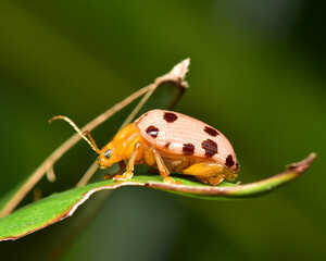 Macro shot of insect pests clinging to grass.