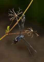 The remains of a dragonfly are stuck in the grass.