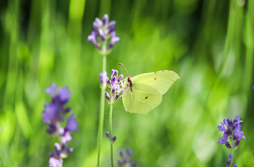 Beautiful yellow Gonepteryx rhamni or common brimstone butterfly on a purple lavender flower in a sunny garden.