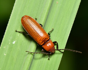 Macro shot of a brown winged scarab.