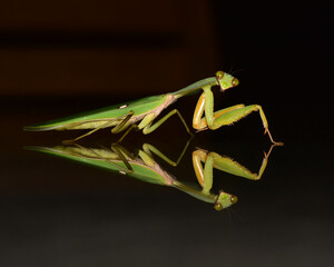 Hierodula patellifera reflection on the table.
