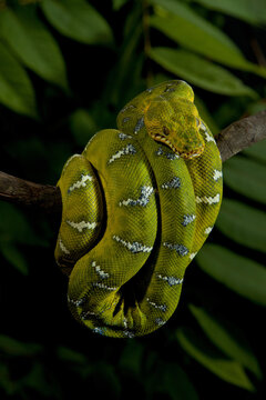 Emerald Tree Boa hanging on a limb