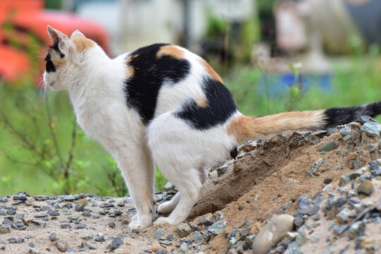 Cat at the Park pfp idea  Cat profile, Cat background, Cats