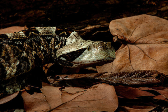 Gabon Viper close up portrait - Powered by Adobe