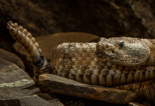 Speckled Rattlesnake Close up