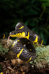 Mangrove Snake with tongue out.