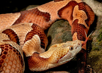 Relaxed Northern Copperhead