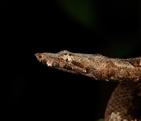 Paupan Tree Boa portrait on a Branch 
