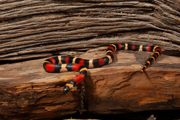 Pueblan milk snake on a rock.