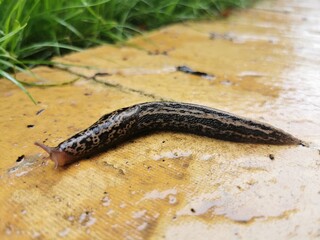 Wet slug crawling on slabs