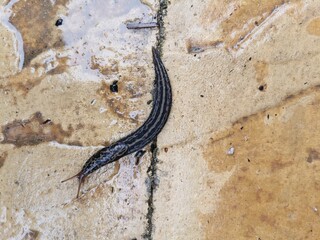 Wet slug crawling on slabs