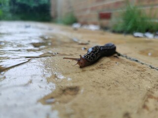 Wet slug crawling on slabs