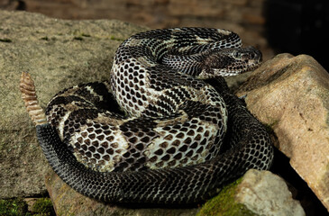 Timber Rattlesnake in defensive position