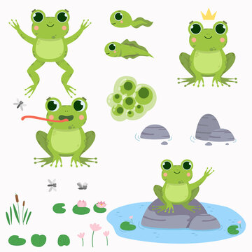 Set of cute frogs on a white background