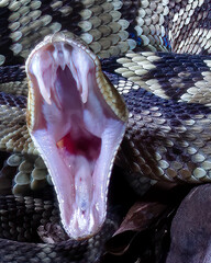Western Diamond Back Rattlesnake yawns