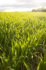 green grass field