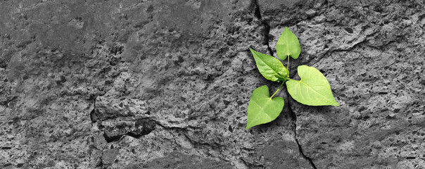 Ecology concept and new life symbol as a seedling young plant overcoming a difficult environment growing through a crack in cement as a persistence and determination metaphor. - obrazy, fototapety, plakaty