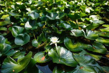 Nymphaea white water lily flower blooming among green leaves