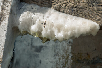 Moldy wooden surface close up