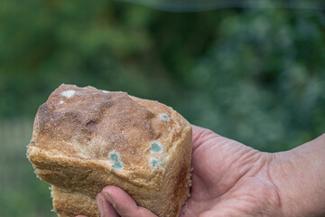Bread covered with mold in hand on blurred background, for decoration of materials