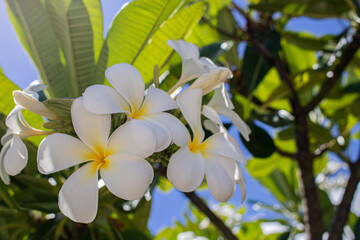 Fototapeta na wymiar White Plumeria Flowers
